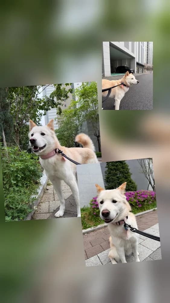 두부 원본 사진