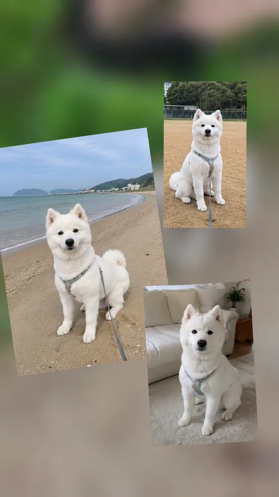 구름이 원본 사진